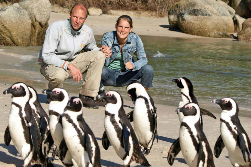 방문객들이 볼더스 비치에서 펭귄을 가까이서 보고 있습니다.