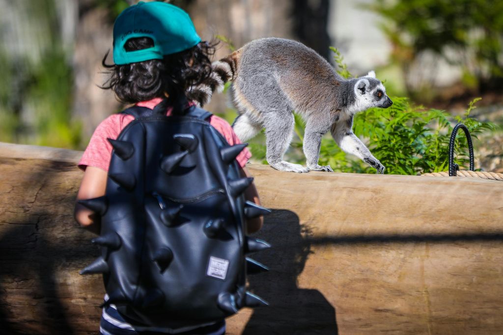 녹색 모자와 뾰족한 검은색 배낭을 든 어린이가 나무 장벽을 따라 걷는 여우원숭이를 지켜보고 있습니다.