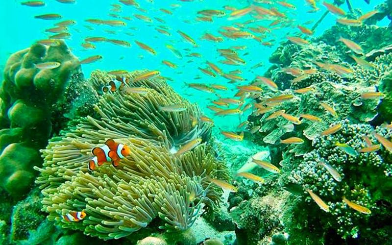 바다 아네모네 주변을 헤엄치는 작은 오렌지색 물고기 학교가 있는 수중 장면으로, 산호초 사이로 광어가 보입니다.