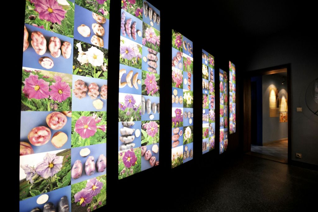 벽면의 5개의 조명 패널에는 다양한 꽃과 감자의 이미지가 격자 패턴으로 배열되어 있습니다.