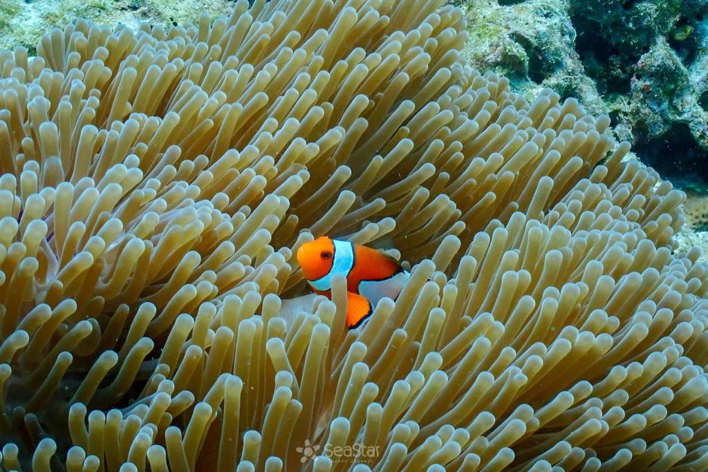 스노클링과 수중 낙원 탐방