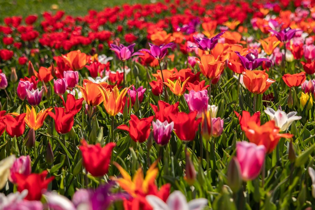 튤립 체험장에서 즐기는 숨막히게 아름다운 칵테일