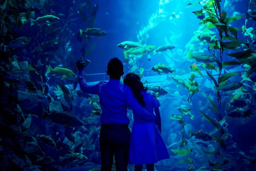 리플리스아쿠아리움오브캐나다