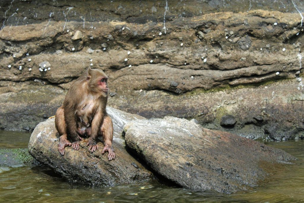 카테마코에서 마카크 원숭이 만나기