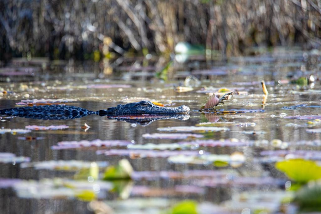 악어는 갈대의 배경이 흐릿한 떠다니는 나뭇잎 사이에 부분적으로 물에 잠겨 있습니다.