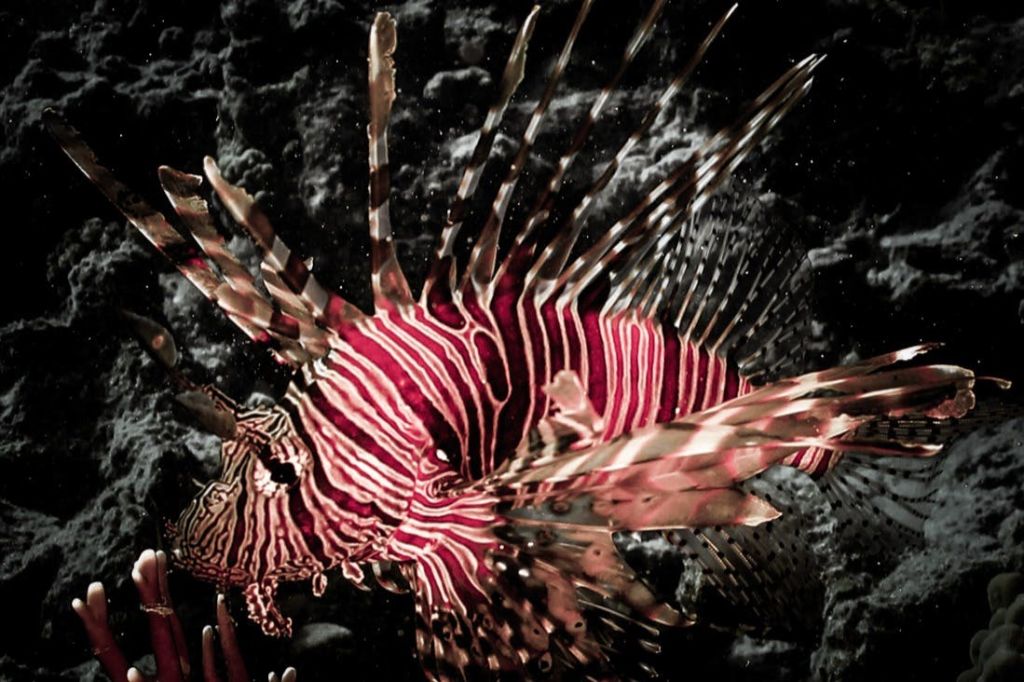 후르가다: 가이드와 함께하는 스쿠버다이빙 체험 + 왕복 교통편 + 점심 식사