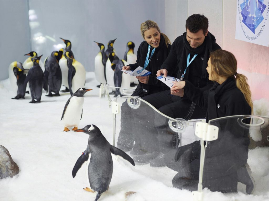 유리 장벽 뒤에 앉은 세 사람이 눈 덮인 표면에서 펭귄과 상호 작용하며 정보 팜플렛을 읽습니다.