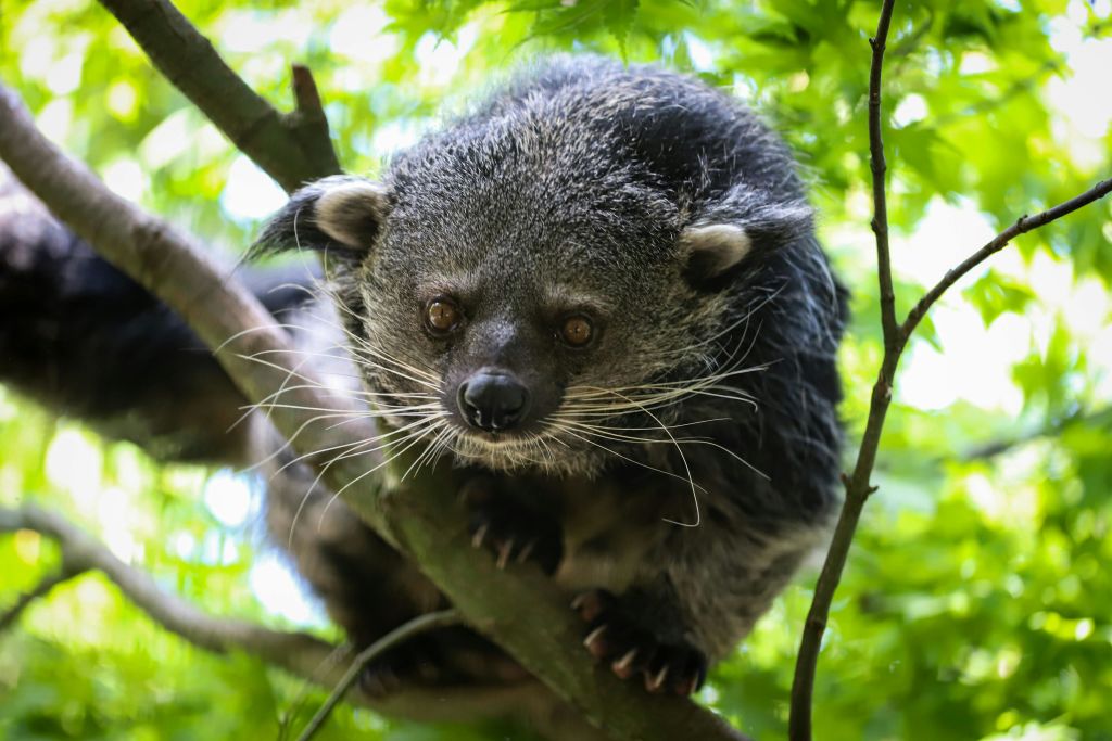 야생 고양이 센터에서 즐기는 빈투롱 빈탕