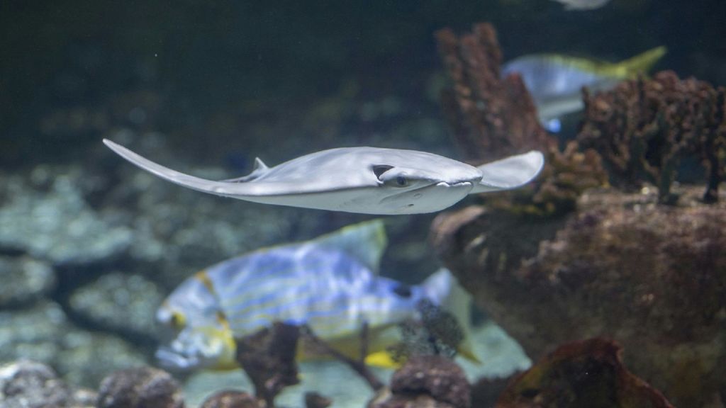 가오리가 산호 근처에서 헤엄치고 있으며, 형형색색의 물고기가 배경으로 보입니다.