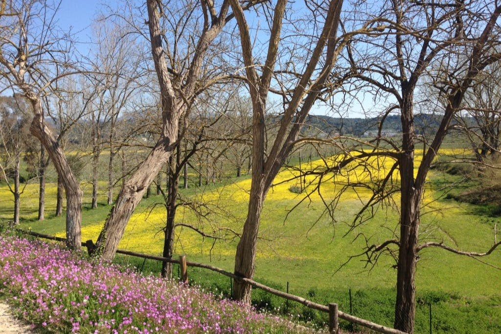 맑고 푸른 하늘 아래 전경에 노란 꽃, 맨발의 나무, 나무 울타리, 분홍색 꽃이 만발한 초원.