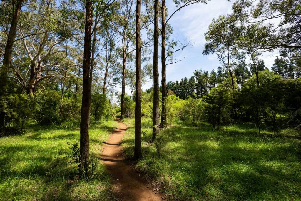 구름과 함께 푸른 하늘 아래 키 큰 나무와 푸른 단풍이 우거진 숲 사이로 흙길이 펼쳐집니다.