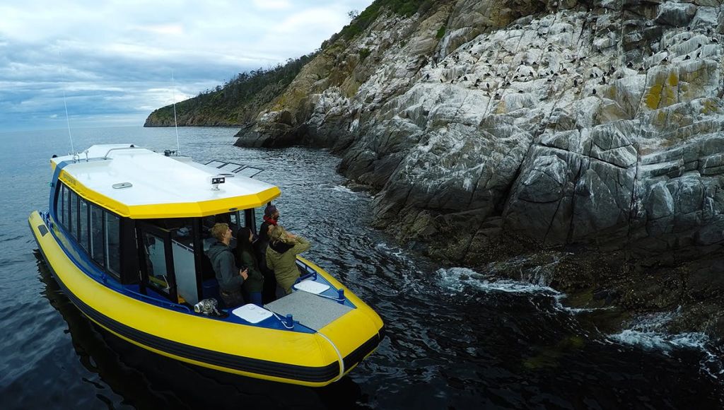 노란 보트를 탄 작은 무리의 사람들이 바닷가 바위 절벽에 자리 잡은 수많은 새들을 관찰합니다.