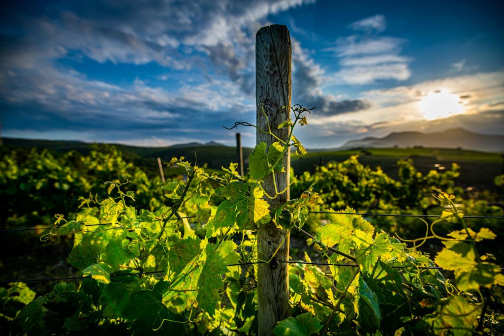먼 산과 흐린 하늘을 배경으로 나무 기둥에 둘러싸인 푸른 포도나무가 있는 햇살 가득한 포도원.