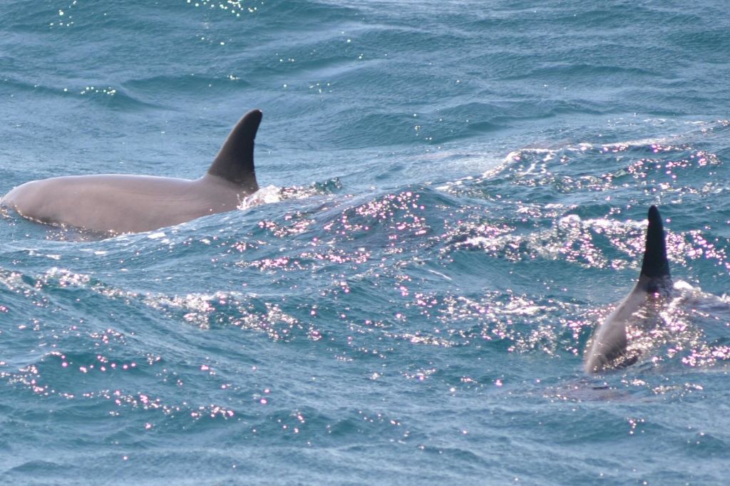 돌핀 하우스 로얄 VIP 씨트립 수상 스포츠 교통편 후르가다