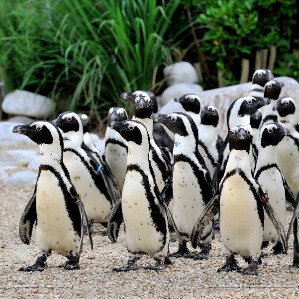 바위와 푸른 식물을 배경으로 자갈길에 서 있는 펭귄 무리.