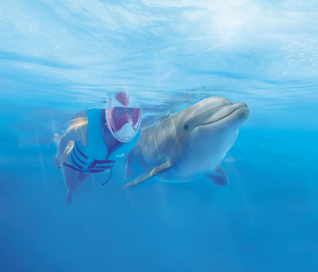 스노클링 장비와 구명 조끼를 입은 사람은 맑고 푸른 물 속에서 돌고래와 함께 수중에서 수영합니다.