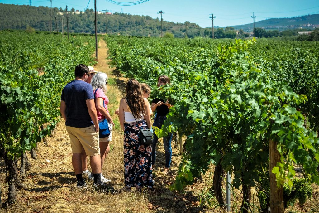 몬세라트 투어에서 수확하는 방법을 이해합니다.