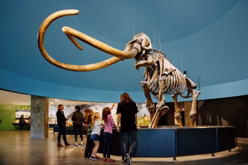 guests of La Brea Tar Pits looking at the skeleton of a Mastodon