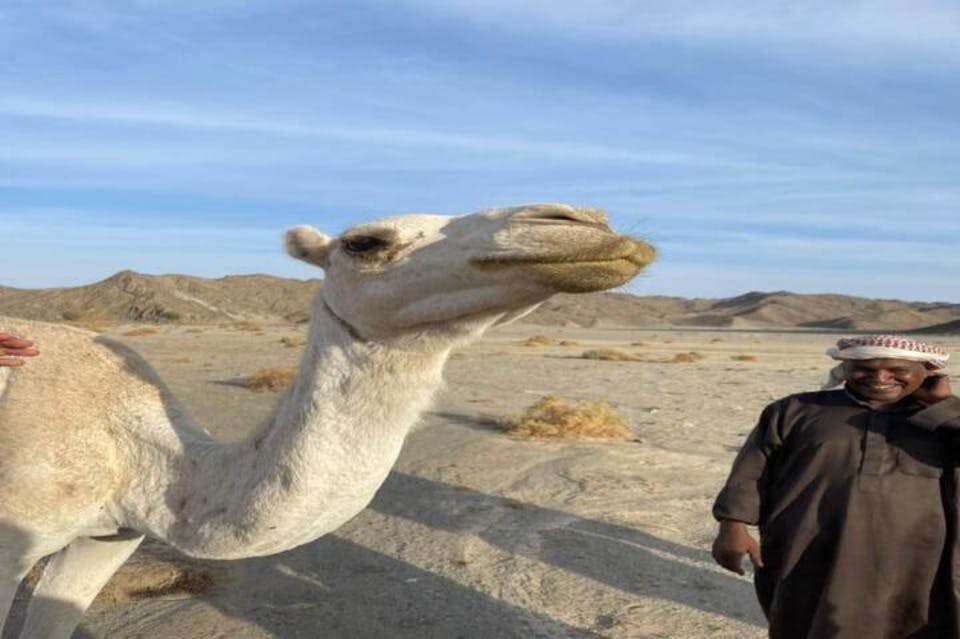 데저트-카멜-레드 씨