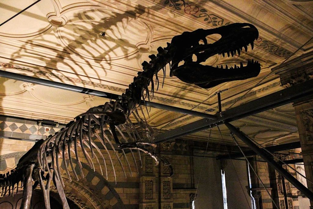 자연사 박물관 내부의 공룡