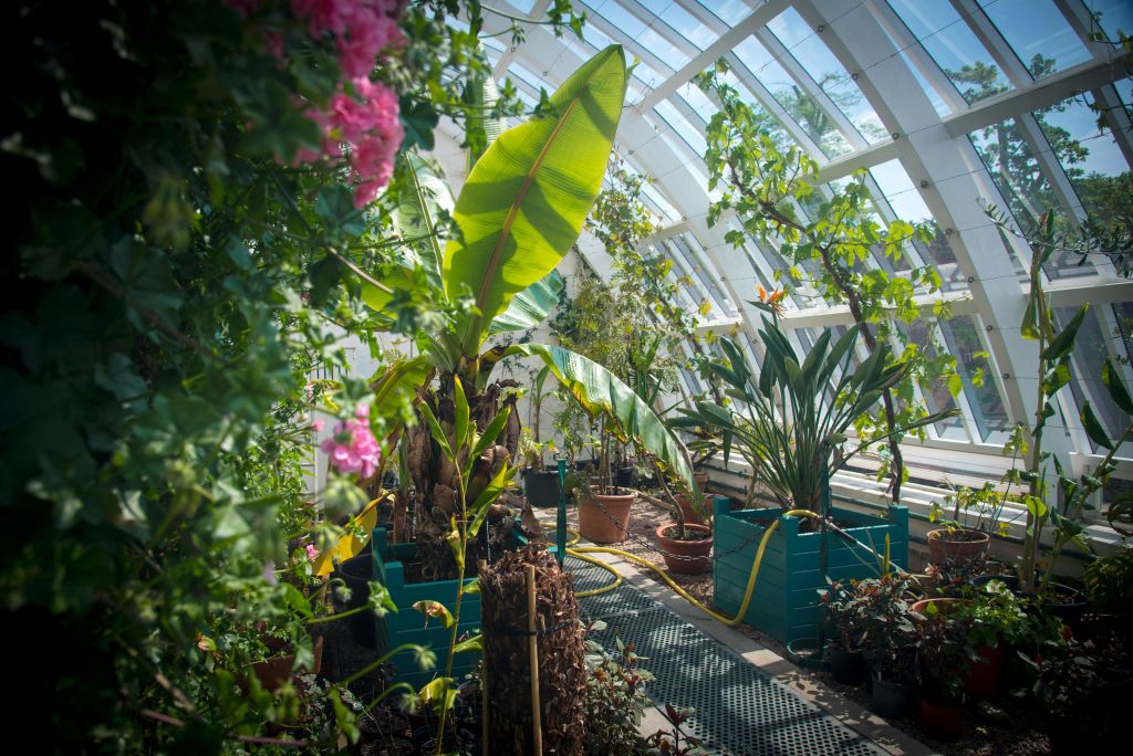 커다란 바나나 식물을 비롯한 다양한 화분으로 가득 찬 온실이 곡선형 유리 천장 아래 있습니다.