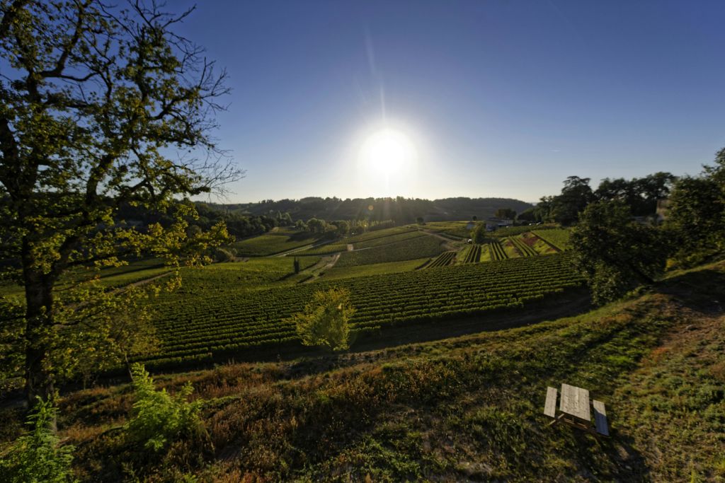 구불구불한 언덕과 흩어져 있는 나무들로 둘러싸인 포도나무가 늘어선 포도밭 위로 지는 태양. 앞쪽의 벤치.