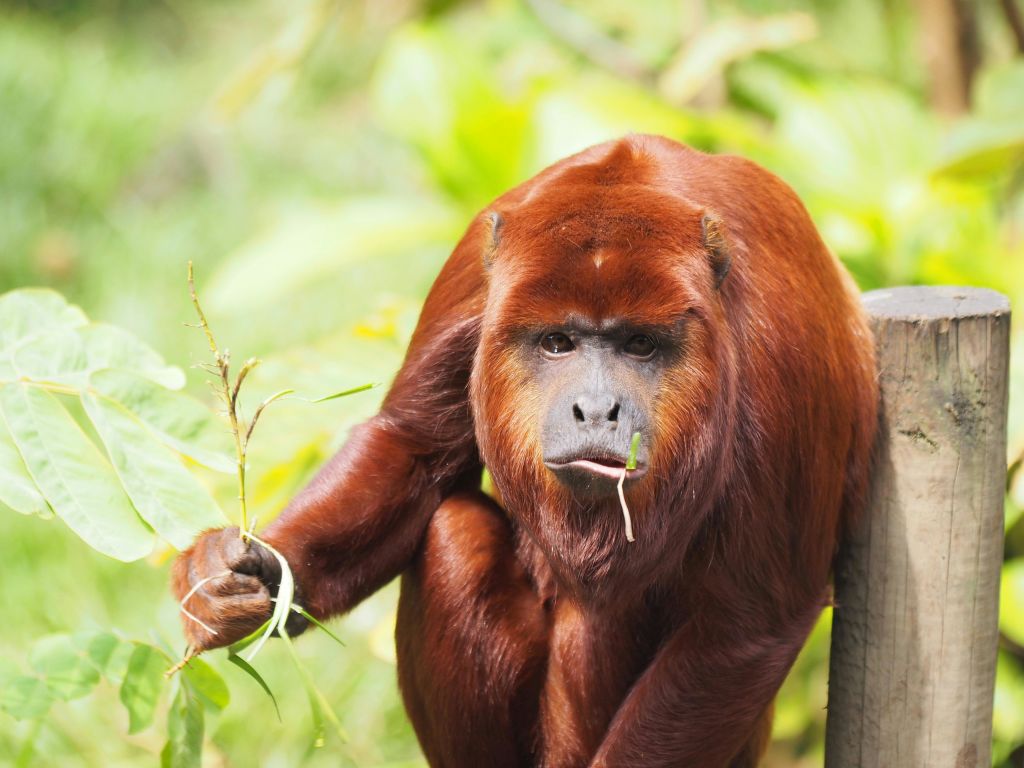 녹색 잎이 가득한 갈색 원숭이가 잎이 무성한 녹색 배경의 나무 기둥 옆에 자리 잡고 있습니다.