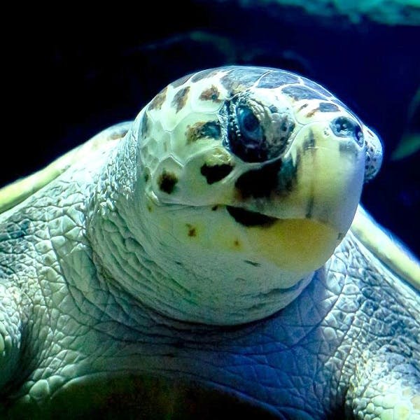 어두운 파란색 조명 아래 질감이 있는 껍질, 얼룩덜룩한 피부, 어둡고 반사되는 눈을 가진 거북이의 클로즈업.