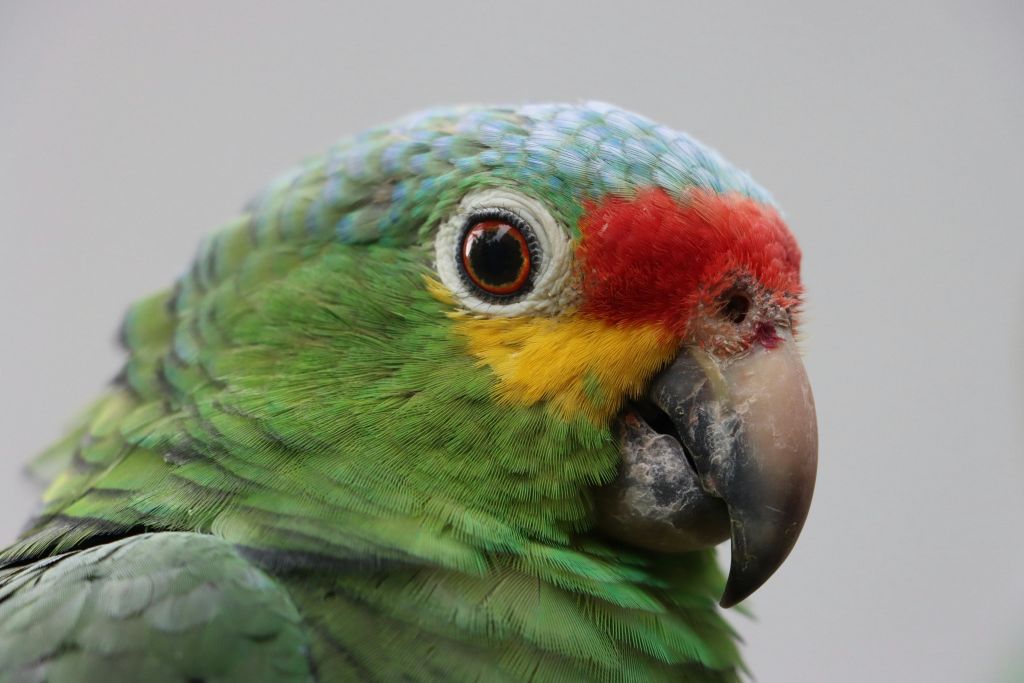 미친아쿠아리움과달라하라