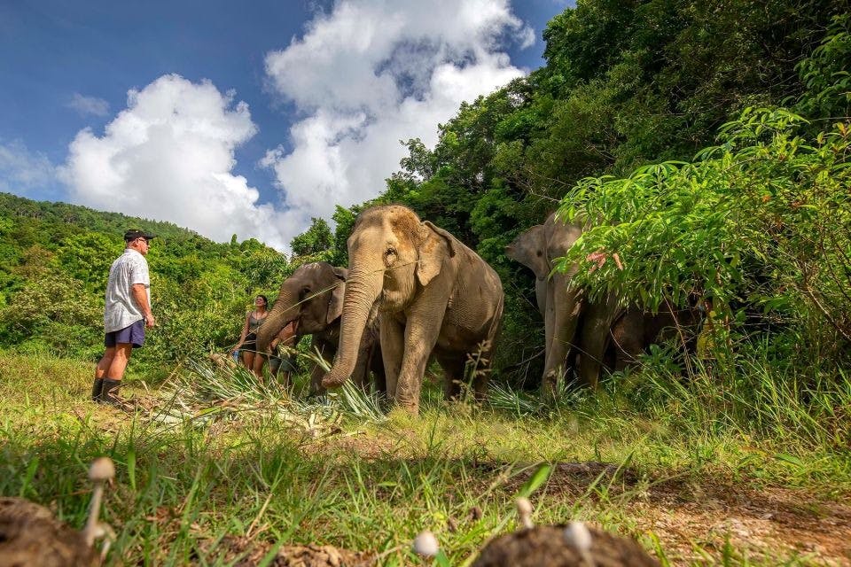 Natural green space and elephants