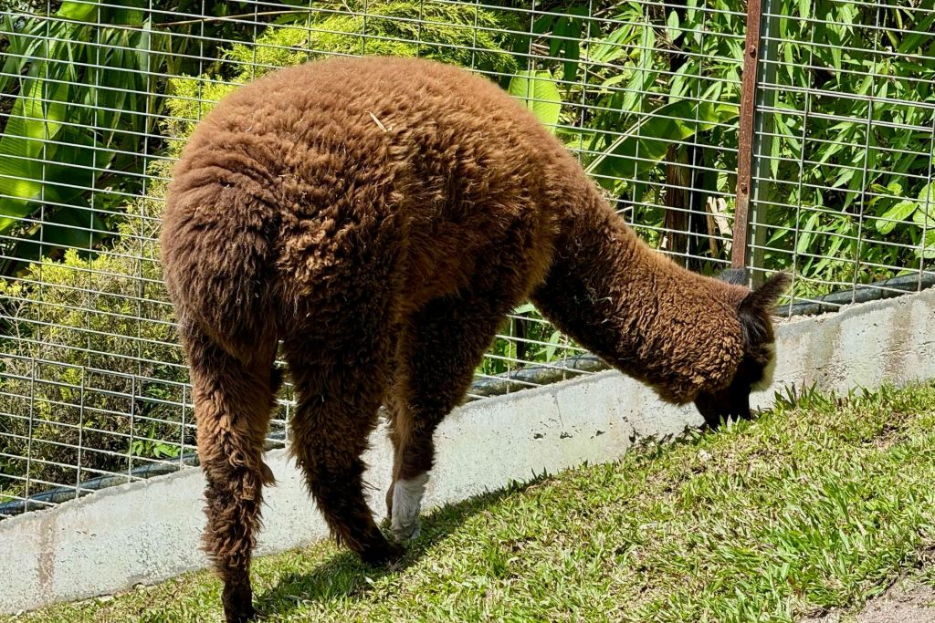 카메론하일랜즈 일일 투어 (쿠알라룸푸르 출발, 점심 식사 포함)