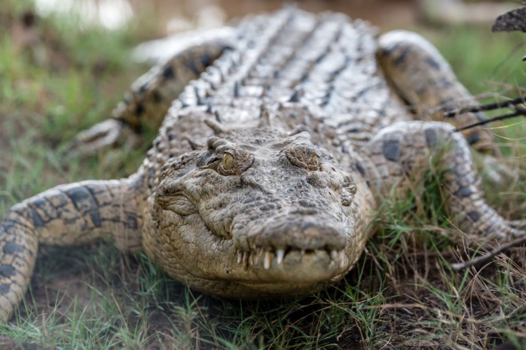 커다란 악어가 잔디 위에 누워 카메라를 바라보며 입을 살짝 벌리고 눈을 반쯤 감았다.