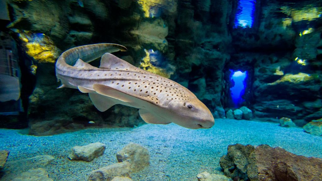 바위와 모래 바닥으로 둘러싸인 수족관에서 얼룩말 상어가 헤엄치고 있으며, 동굴과 파란색 배경이 있습니다.