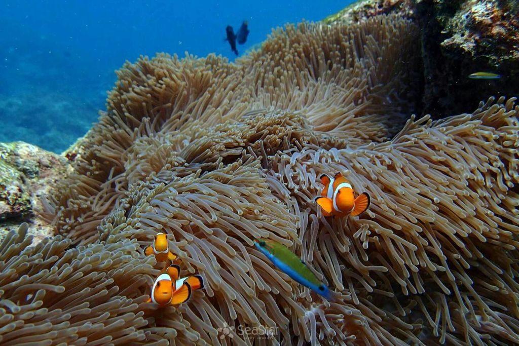 스노클링과 수중 낙원 탐방