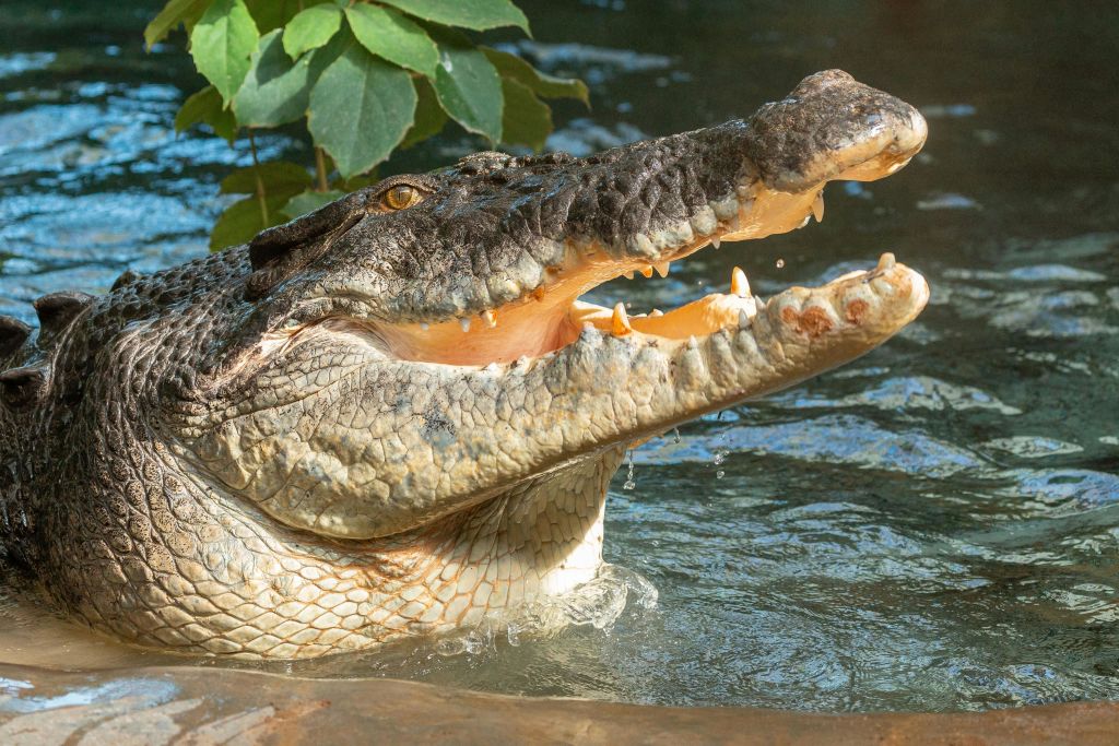 녹색 단풍을 배경으로 입을 벌리고 부분적으로 물에 잠긴 악어.