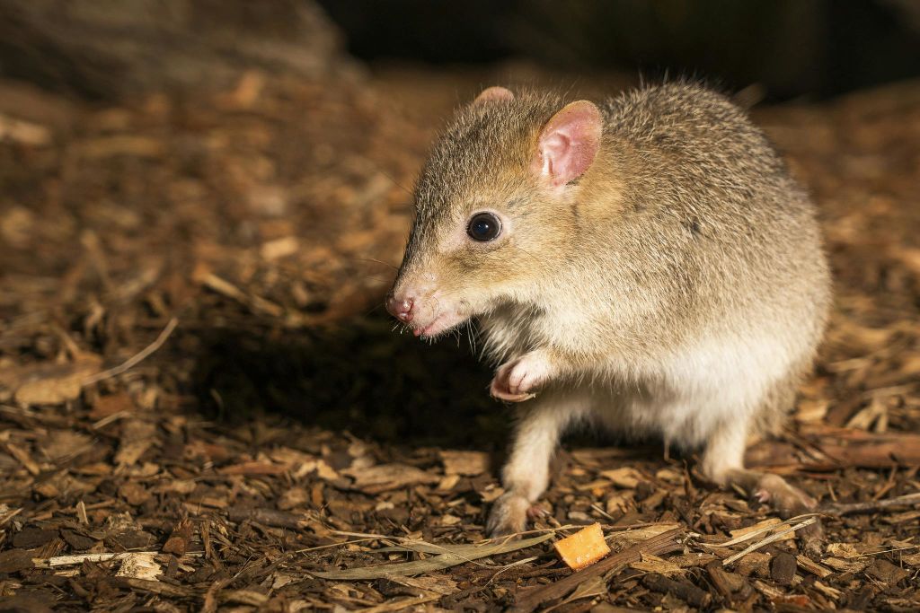 갈색 털과 분홍색 귀를 가진 작은 설치류가 나무 조각 위에 서서 작은 오렌지색 음식 옆에 얼굴 가까이 발을 들고 있습니다.