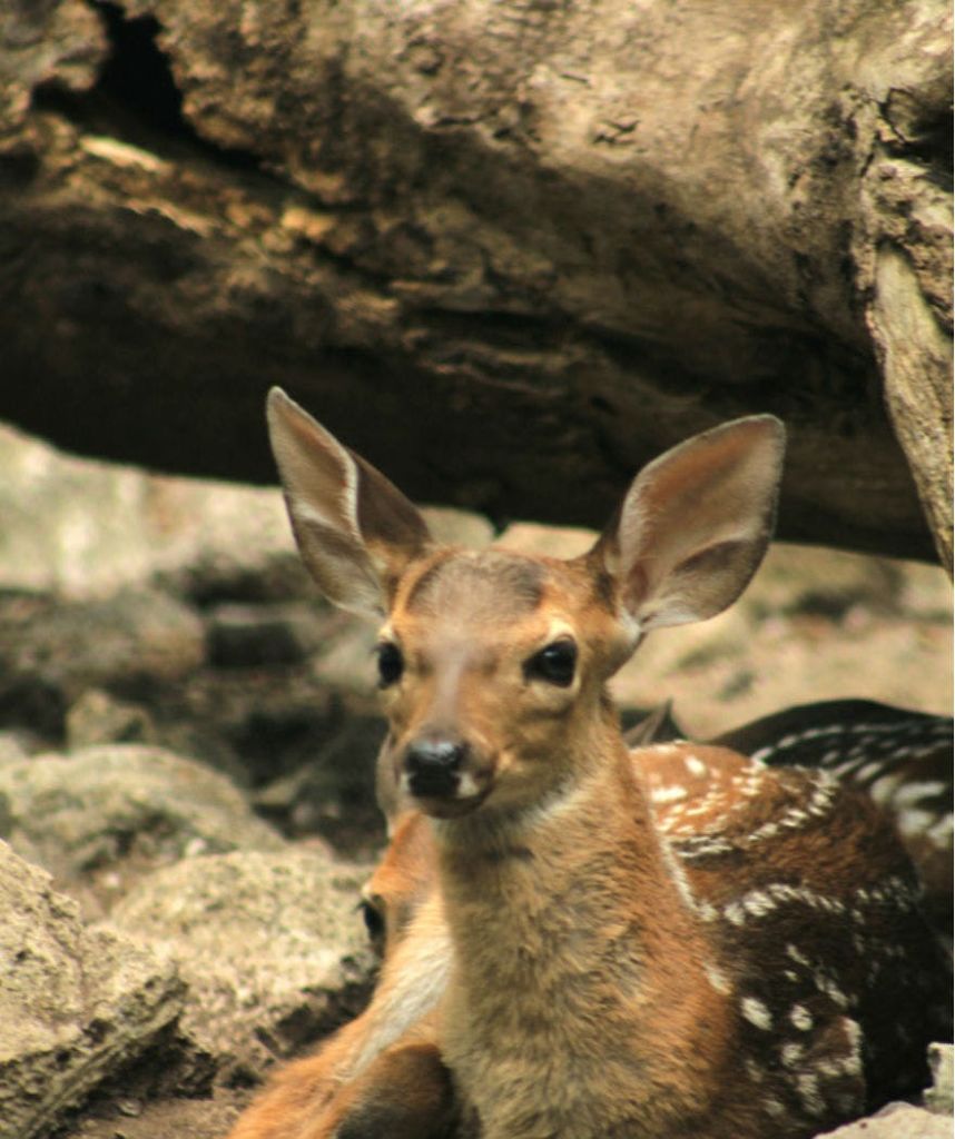 커다란 귀와 등에 흰 반점이 있는 어린 사슴이 바위와 나무 사이에 서 있습니다.