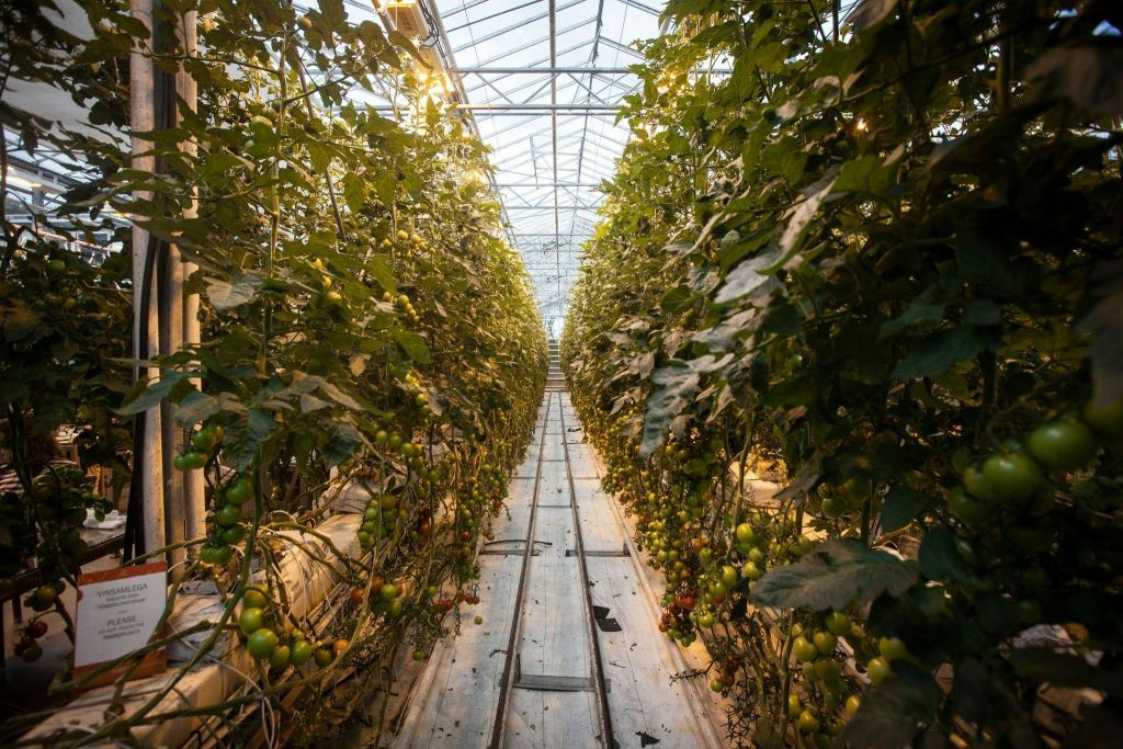 프리드헤이마르