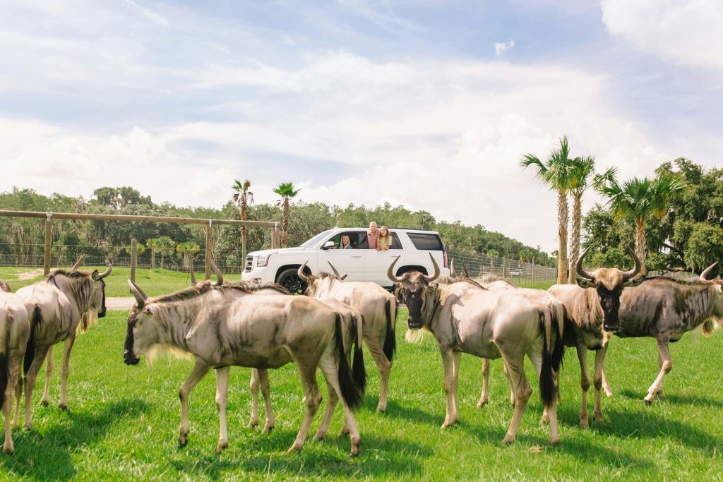야자수와 푸른 하늘을 배경으로 흰색 SUV 근처의 울창한 잔디에 사람이 앉아 여러 야생 동물이 풀을 뜯고 있습니다.