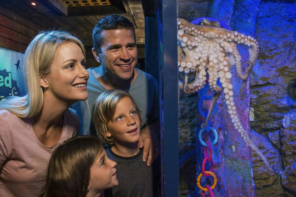 성인 4명, 어린이 2명으로 구성된 가족이 수족관 전시관에서 수조에 담긴 문어를 바라보며 흥분한 표정을 짓고 있습니다.