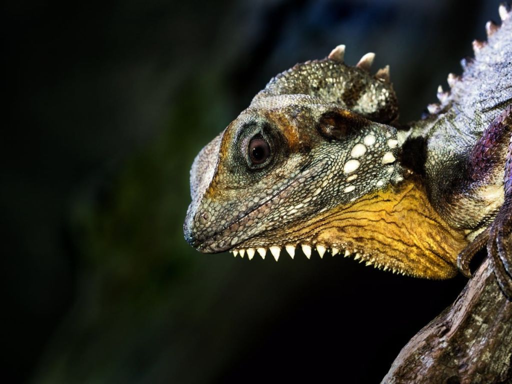 어두운 배경에 텍스처, 비늘 피부, 눈에 띄는 눈, 날카로운 이빨로 파충류의 얼굴을 클로즈업합니다.