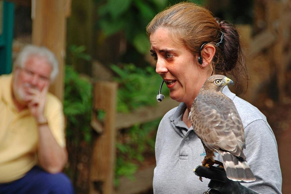 헤드셋을 착용한 사람이 장갑을 낀 손에 매를 들고 있습니다. 배경이 흐릿하고 녹지와 울타리가 특징입니다.