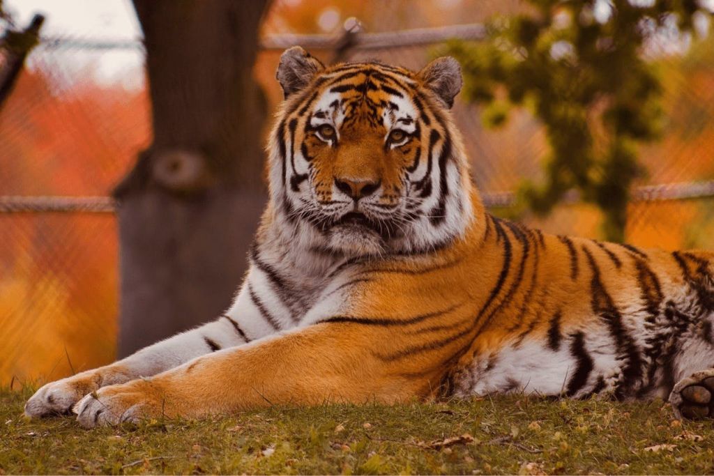 나무와 울타리의 흐릿한 배경이 있는 잔디 위에 호랑이가 누워 있습니다.