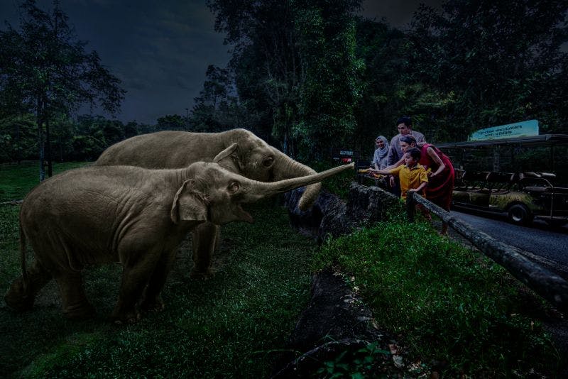 두 마리의 코끼리가 울창하고 숲이 우거진 지역에 세워진 장벽 뒤에 서 있는 사람들을 향해 줄기를 내밀고 있습니다.