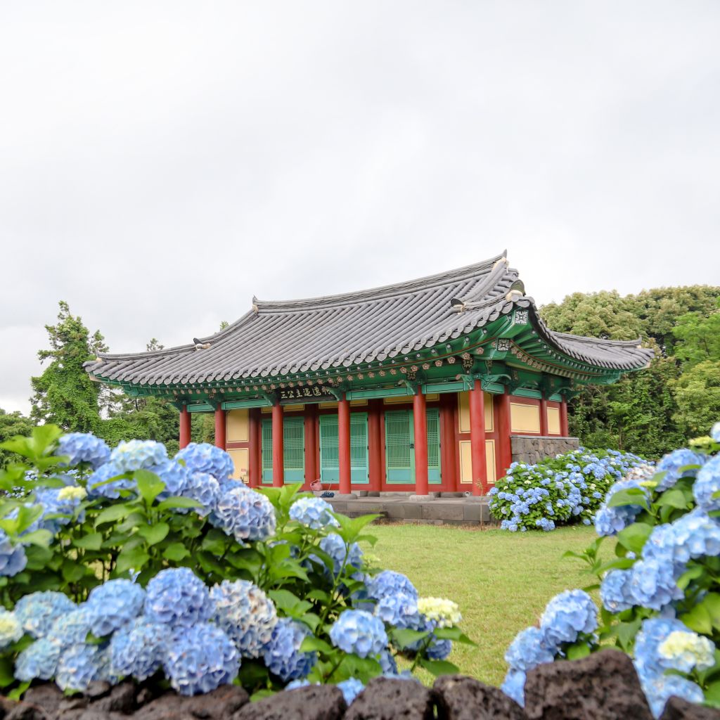 제주의 숨은 수국 명소로 손색이 없는 곳.
