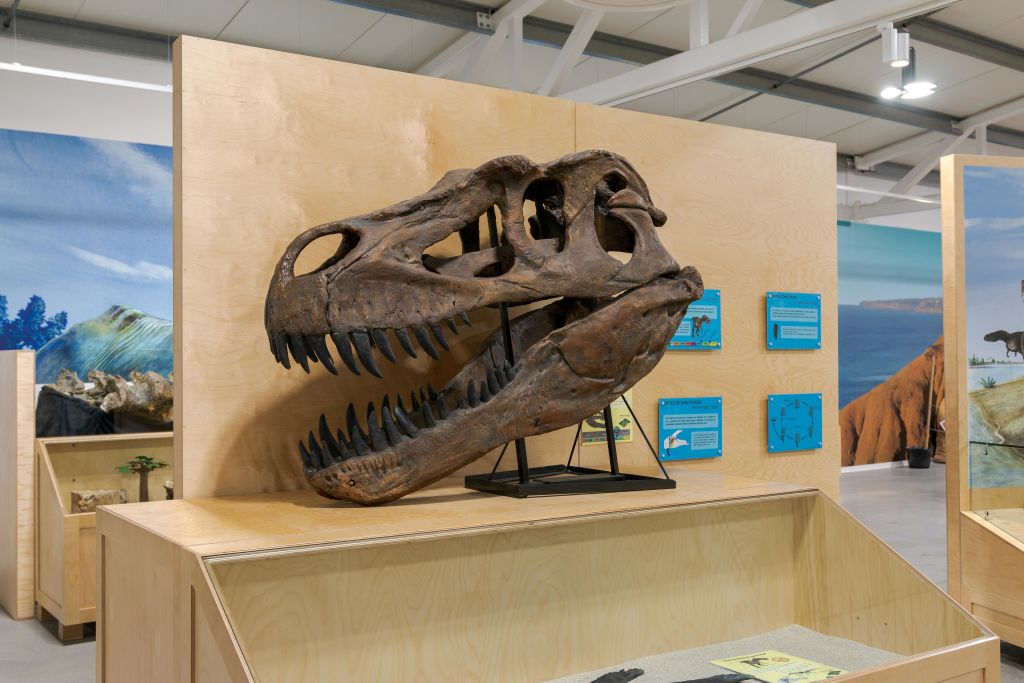 박물관에 전시된 커다란 공룡 두개골은 나무 플랫폼에 설치되어 있으며, 배경에는 정보용 플라크가 있습니다.
