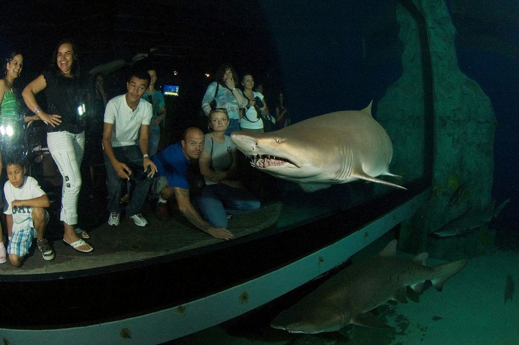 사람들이 수족관 전시관에 모여 커다란 상어를 구부러진 유리창을 통해 가까이서 관찰합니다.