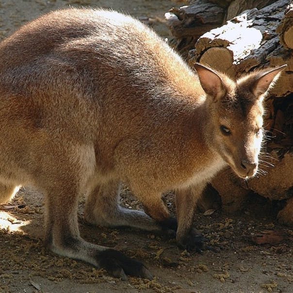 통나무 더미 근처의 모래 바닥에 서 있는 왈라비. 햇빛이 모피에 그림자를 드리우고 있습니다.
