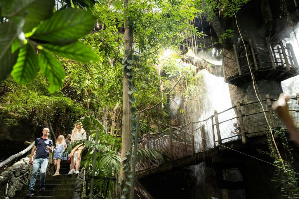 열대, 실내 환경에서 울창하고 푸른 초목과 나무 다리로 둘러싸인 계단을 걷는 사람들.