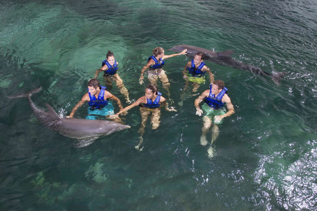 푸른색 구명조끼를 입은 5명의 사람들이 맑고 푸른 물 속에서 돌고래 두 마리와 상호작용을 합니다.